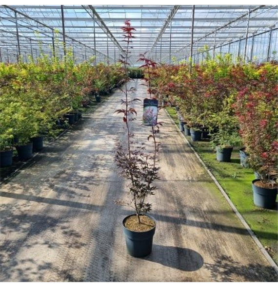 Javor palmatum 'Red Emperor' F00006774