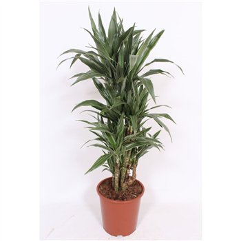 Dracena fragr  der warneckei Warneckei10 pp 110cm 27cm Q2635