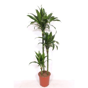 Dracena fragr  der art Arturo3 pp 150cm 24cm Q2636