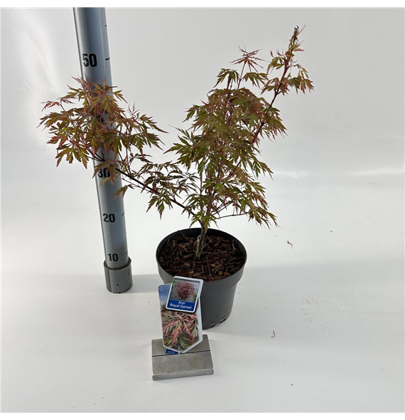 Javor palmatum 'Royal Garnet' F00005722