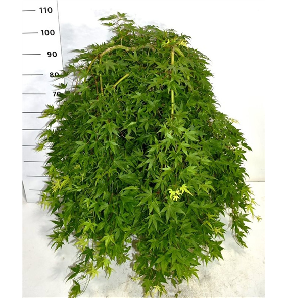 Javor palmatum 'Ryusen' F00006165