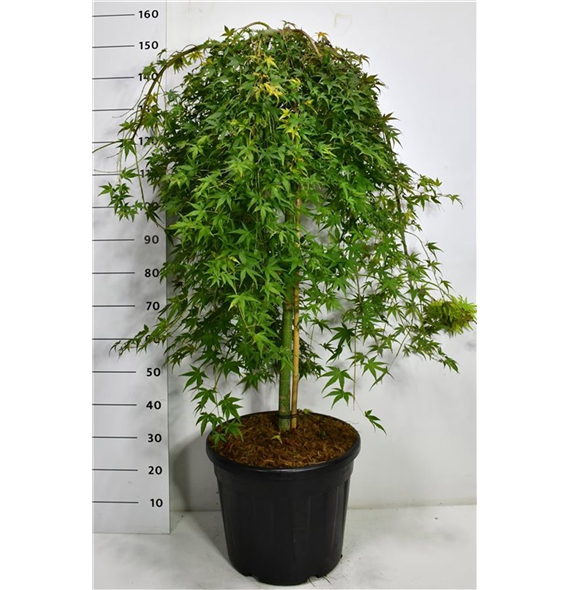 Javor palmatum 'Ryusen' F00006410
