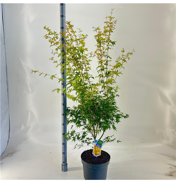 Javor palmatum 'Sangokaku' F00005727