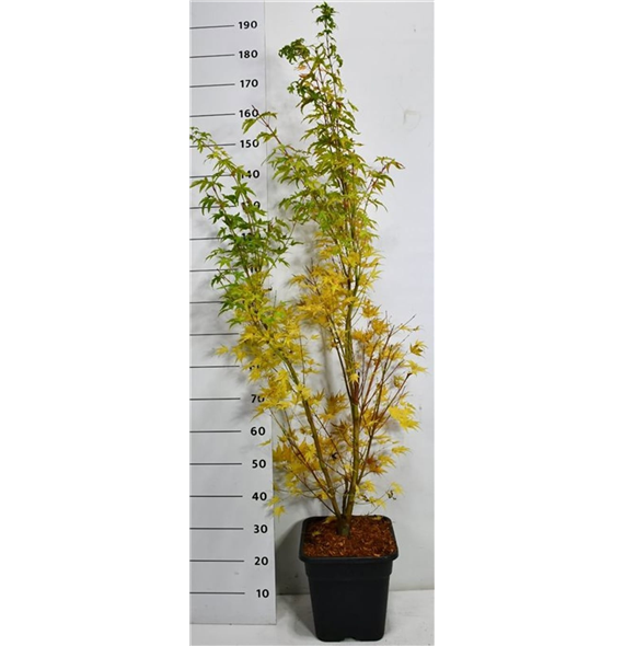 Javor palmatum 'Sangokaku' F00006393
