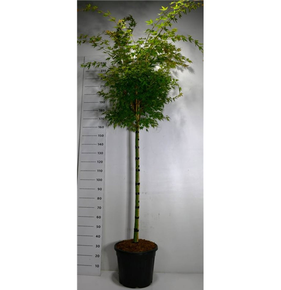 Javor palmatum 'Sangokaku' F00006399
