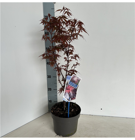 Javor palmatum 'Skeeters Broom' F00005729