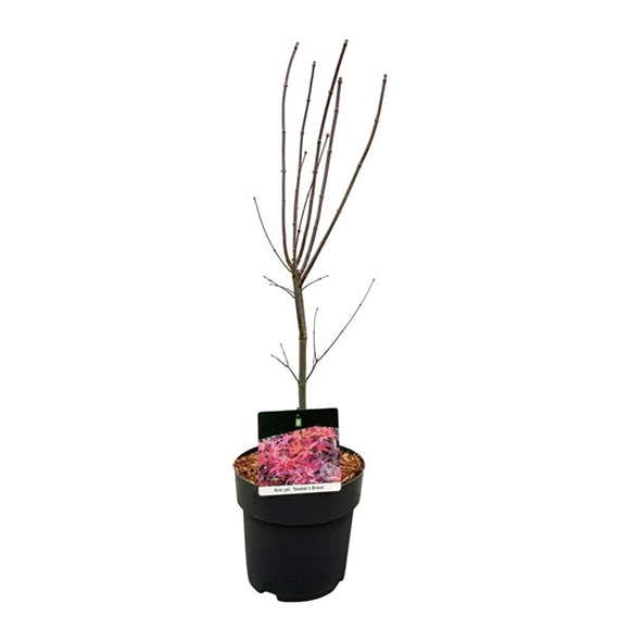 Javor palmatum 'Skeeters Broom' F00007394