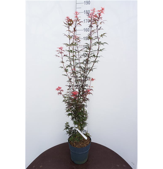 Javor palmatum 'Skeeters Broom' F00006729