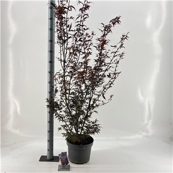 Javor palmatum 'Skeeters Broom' F00005730