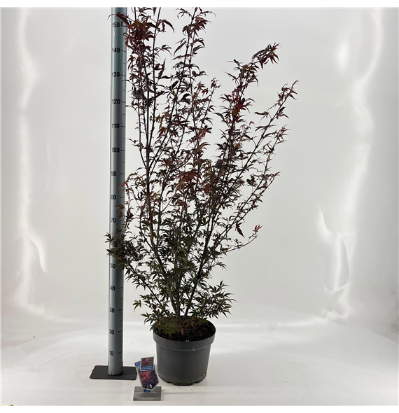 Javor palmatum 'Skeeters Broom' F00005730