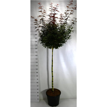 Javor palmatum 'Skeeters Broom' F00006401