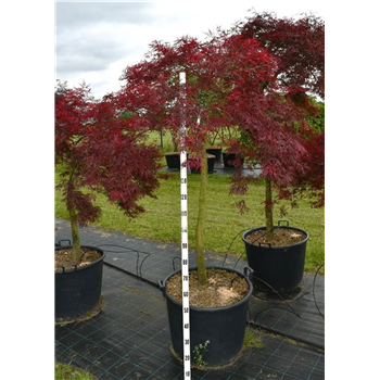 Javor palmatum 'Stella Rossa' F00006602