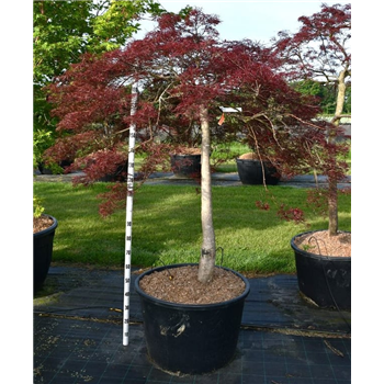 Javor palmatum 'Stella Rossa' F00006290