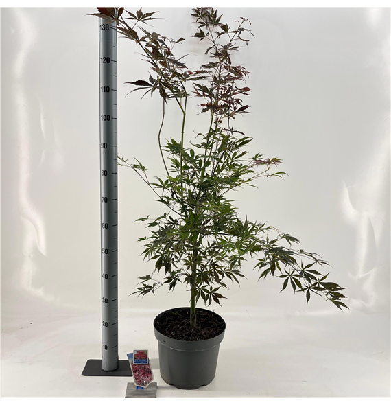 Javor palmatum 'Sumi-nagashi' F00005735