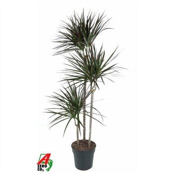 Dracena marg  magenta Magenta 90-60-30pp 150cm 24cm Q2680