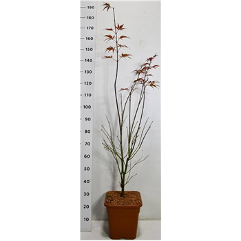 Javor palmatum 'Sumi-nagashi' F00006391
