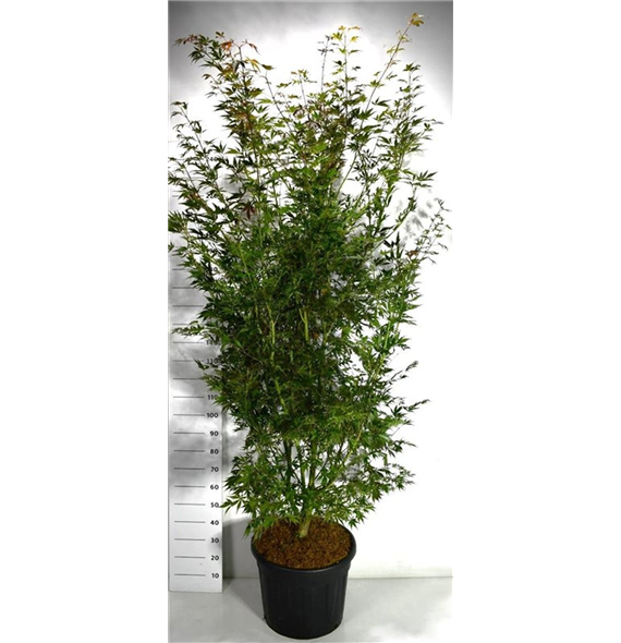 Javor palmatum 'Sumi-nagashi' F00006446