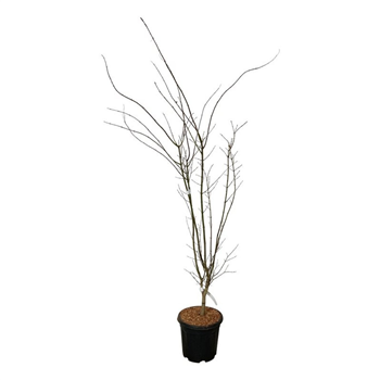 Javor palmatum 'Summer Gold' F00007296