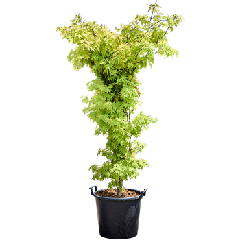 Javor palmatum 'Summer Gold' F00007152