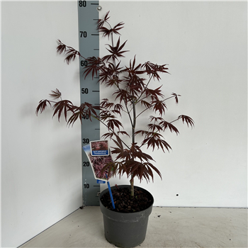 Javor palmatum 'Trompenburg' F00005736