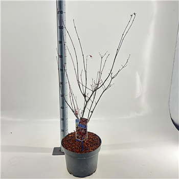 Javor palmatum 'Yezo nishiki' F00005738