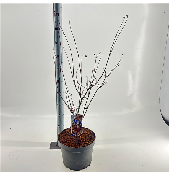 Javor palmatum 'Yezo nishiki' F00005738