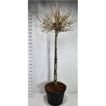 Javor platanoides 'Crimson Sentry' F00006552