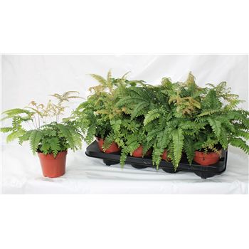 Adiantum hispidulum ‘Bronze Venus’ F00004533