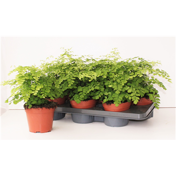 Adiantum raddianum 'Fragrans' F00002345