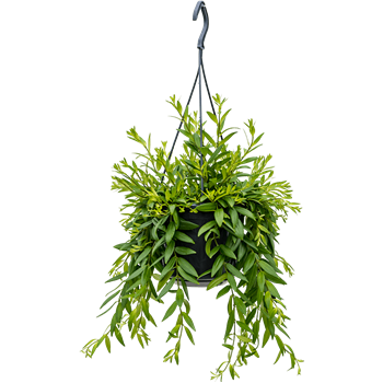 Aeschynanthus 'Japhrolepis' 4AEJAHA10