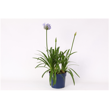 Agapanthus Eydori Blue F00004894