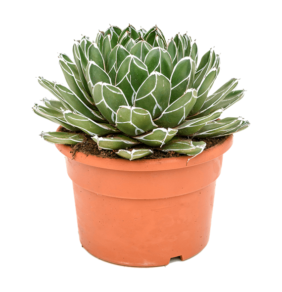 Agave victoriae-reginae 5AGVRKK21