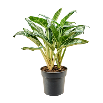 Aglaonema 'Amazon Silver' 4AGASBU91