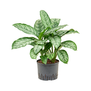 Aglaonema 'Chantal' 1AGCHTU25