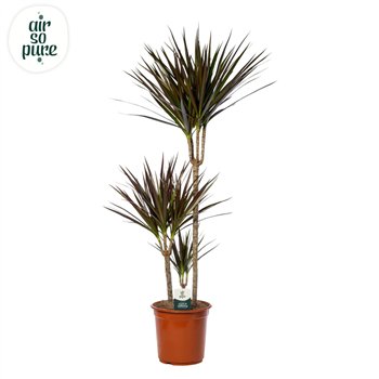 Dracena marg  magenta Magenta p24 75+30+10 (Air So Pure) 3 pp 130cm 24cm Q2779