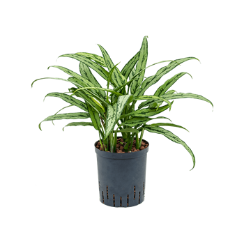 Aglaonema 'Cutlass' 1AGCUBP20