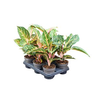 Aglaonema 'Dreamcatcher' 6/tray 4AGDRBP01