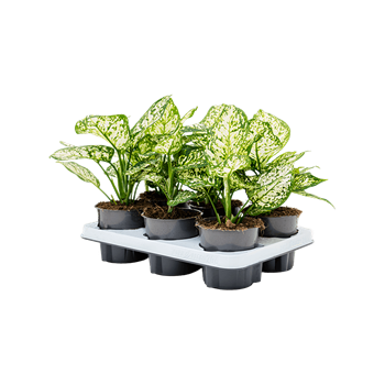 Aglaonema 'Ivory Jade' 6/tray 4AGIJBP12