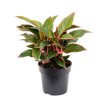 Aglaonema 'Jungle Red' 4AGJRBU19
