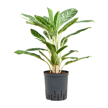 Aglaonema 'Madonna' 1AGMABP35