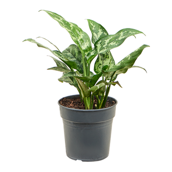 Aglaonema 'Maria' 4AGMABU09