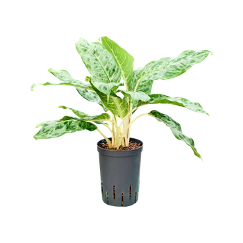 Aglaonema 'Pavo real' 1AGPRTU15