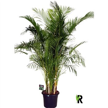 Palma Dypsis lutescens 1 pp 230cm 40cm Q2852