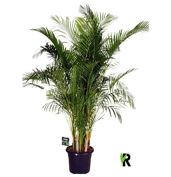 Palma Dypsis lutescens 1 pp 230cm 40cm Q2852
