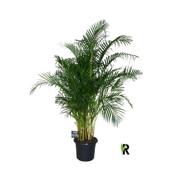 Palma Dypsis lutescens 1 pp 200cm 40cm Q2853