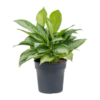 Aglaonema 'Silver Bay' 4AGSBBU21