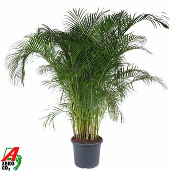 Palma Dypsis lutescens Lutescens(Areca) P4820 pp 240cm 48cm Q2859