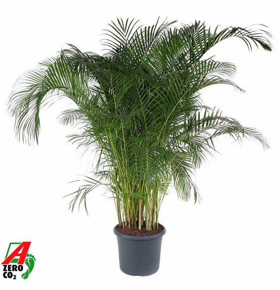 Palma Dypsis lutescens Lutescens(Areca) P4820 pp 240cm 48cm Q2859