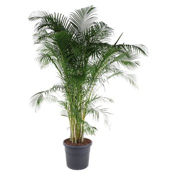 Palma Dypsis lutescens Lutescens(Areca) P5820 pp 290cm 58cm Q2862