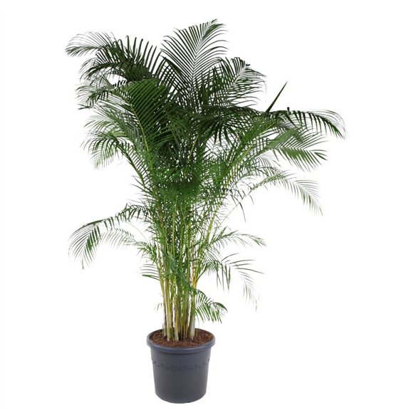 Palma Dypsis lutescens Lutescens(Areca) P5820 pp 290cm 58cm Q2862